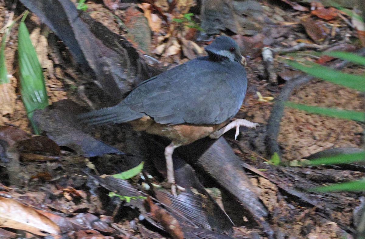 Thick-billed Ground-Pigeon - ML478359041