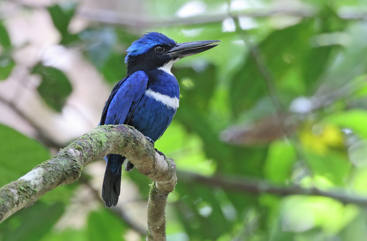 Blue-black Kingfisher - ML478359091