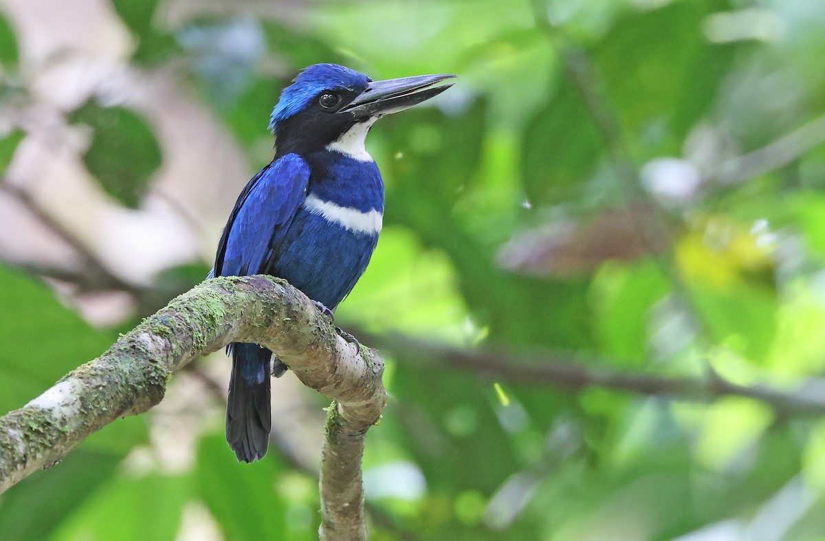Blue-black Kingfisher - ML478359101