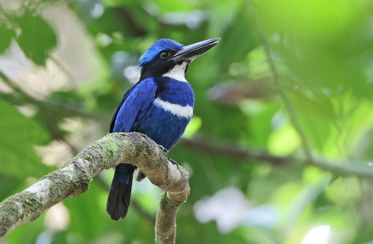 Blue-black Kingfisher - ML478359111