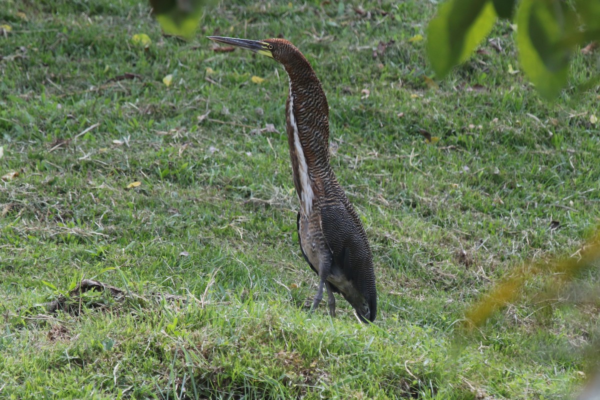 Rufescent Tiger-Heron - Joan and/or George Sims