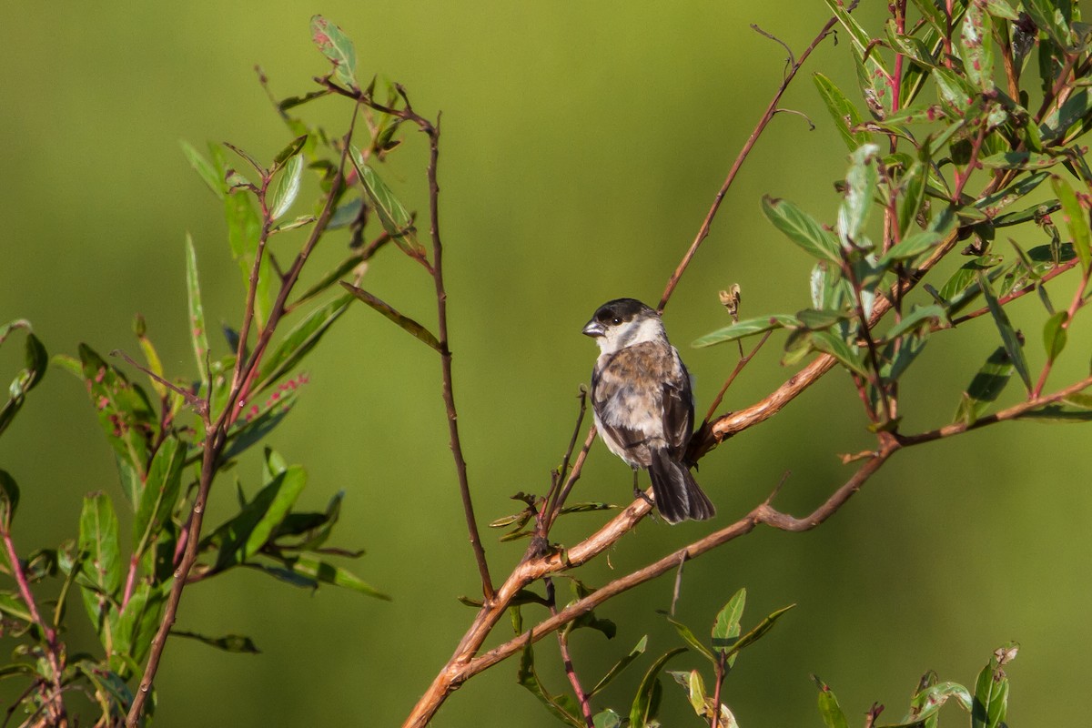 Pearly-bellied Seedeater - ML47836361