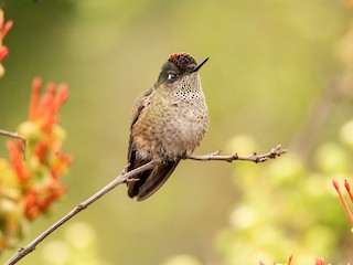  - Green-backed Firecrown