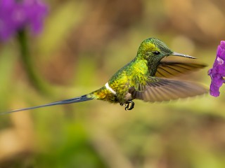  - Black-bellied Thorntail