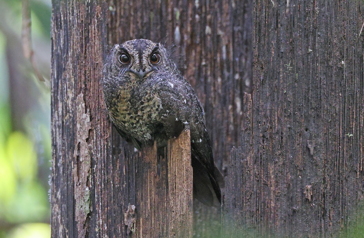 Wallace's Owlet-nightjar - ML478369831