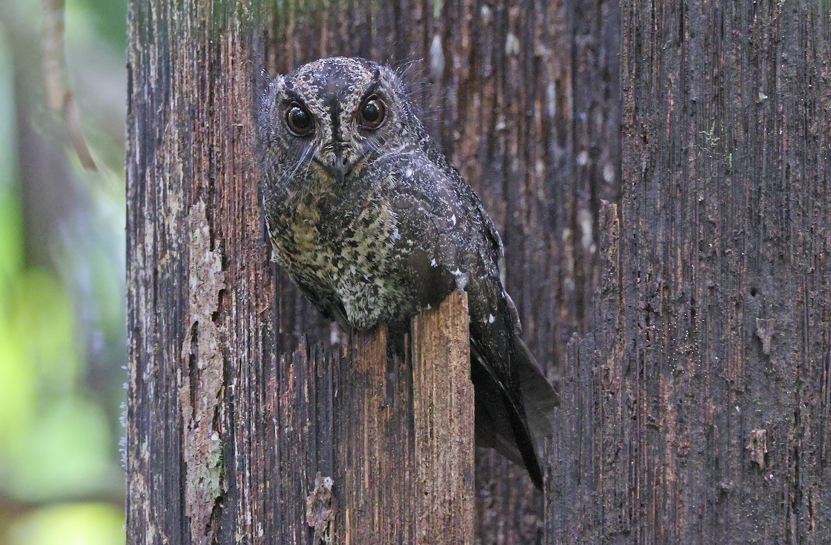 Wallace's Owlet-nightjar - ML478369841