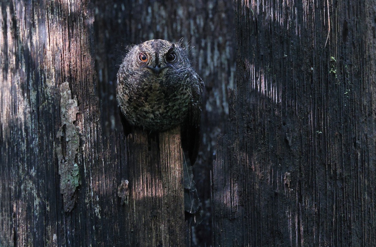 Wallace's Owlet-nightjar - ML478369851