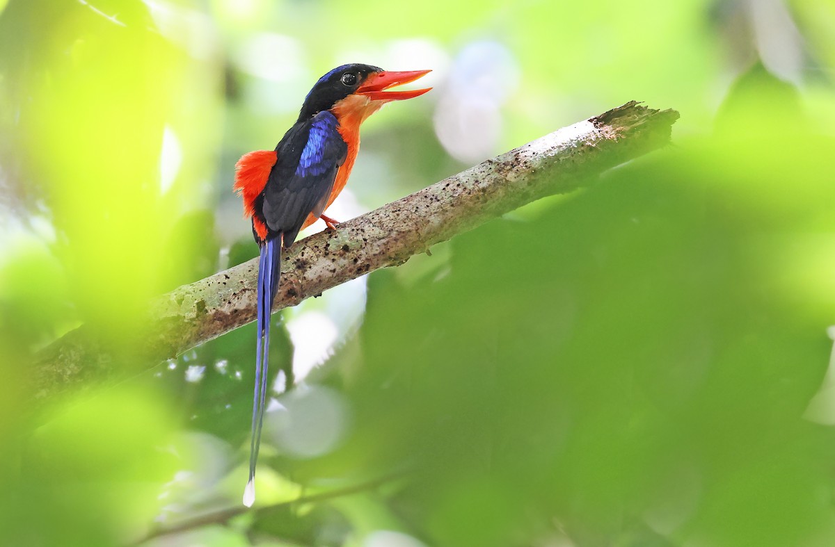 Red-breasted Paradise-Kingfisher - ML478369921
