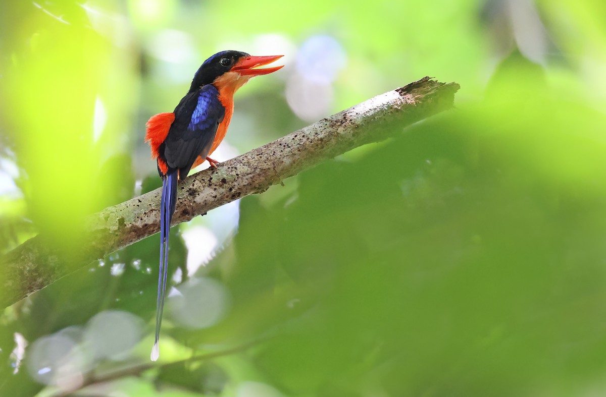Red-breasted Paradise-Kingfisher - ML478369931