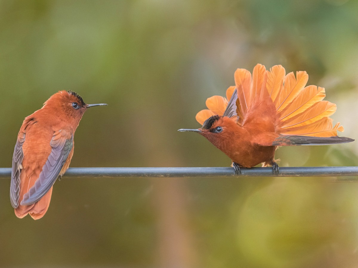 Juan Fernandez Firecrown - eBird