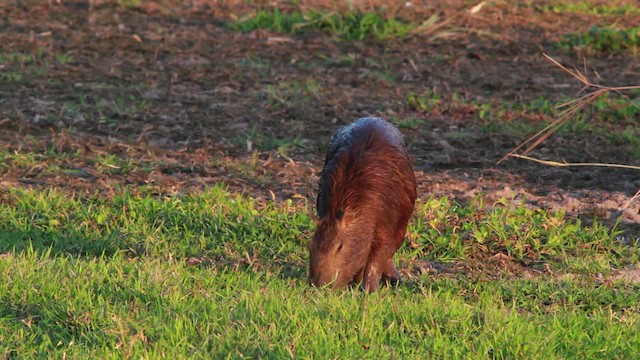 Capybara - ML478374