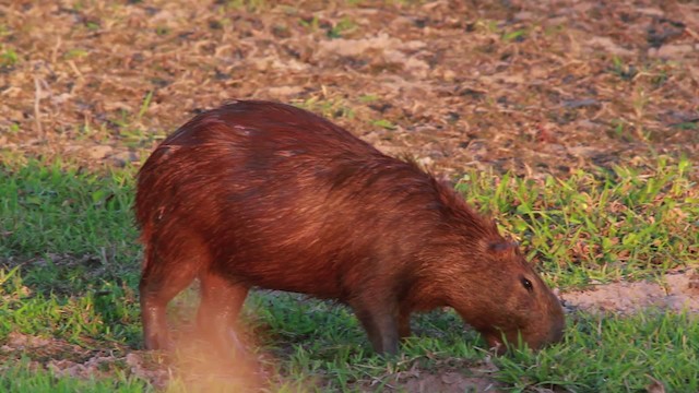 Capybara - ML478375