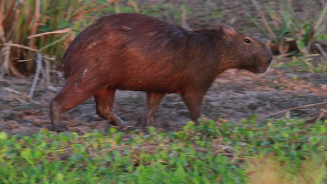 Capybara - ML478376