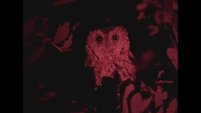 Whiskered Screech-Owl - ML478378781