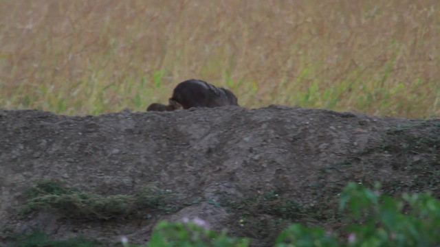 Capybara - ML478381