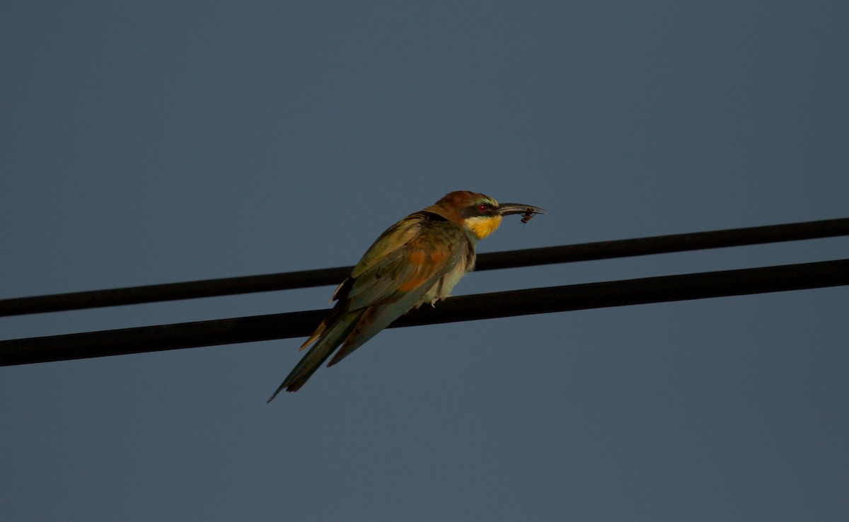 European Bee-eater - ML478383901