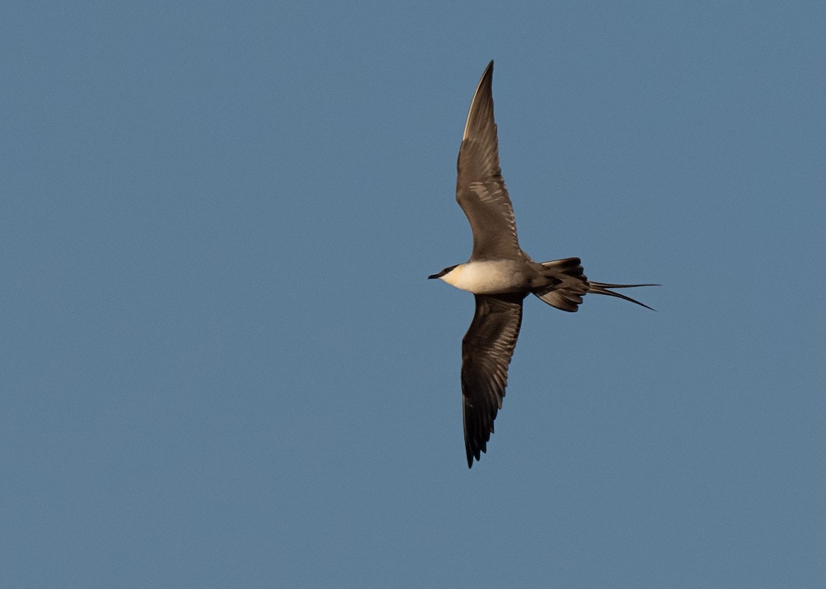 Long-tailed Jaeger - ML478384501