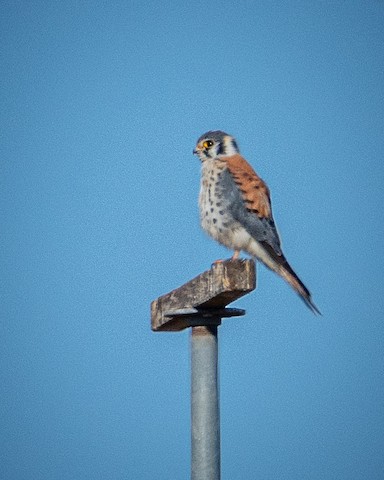 American Kestrel - James Kendall