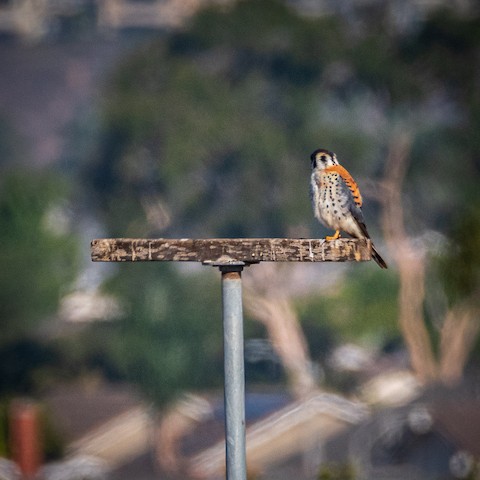 American Kestrel - James Kendall