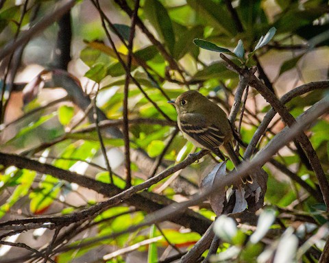 Western Flycatcher (Pacific-slope) - James Kendall