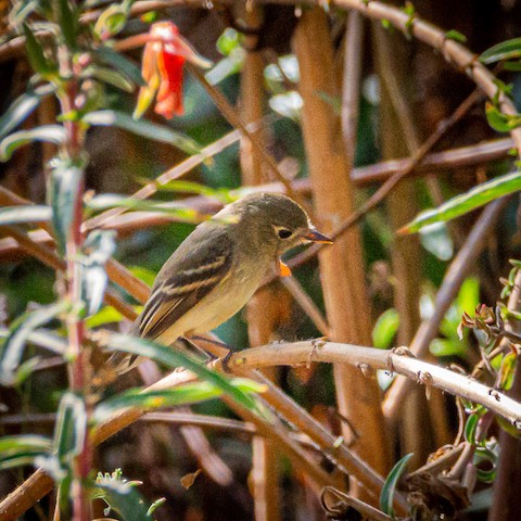 Pacific-slope Flycatcher - James Kendall