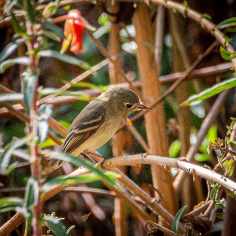 Western Flycatcher (Pacific-slope) - James Kendall