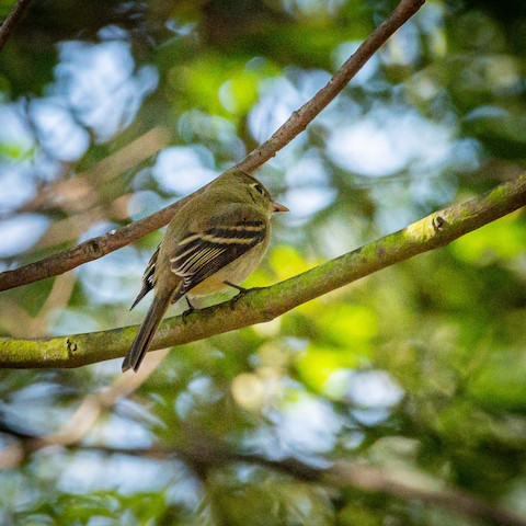 Western Flycatcher (Pacific-slope) - James Kendall