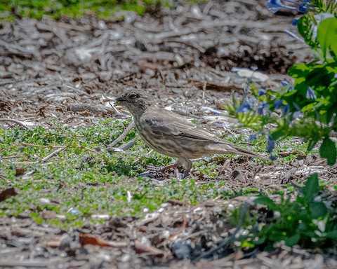 House Finch - James Kendall