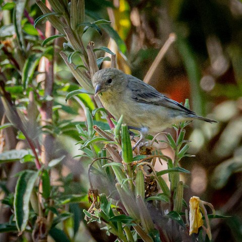 Lesser Goldfinch - James Kendall