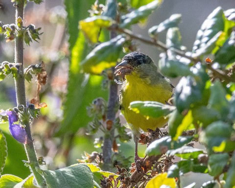 Lesser Goldfinch - James Kendall