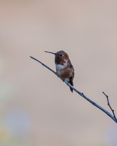 Allen's Hummingbird - James Kendall