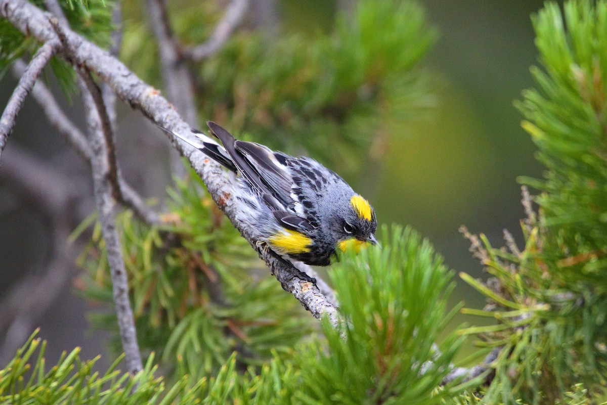 Yellow-rumped Warbler - ML478387411