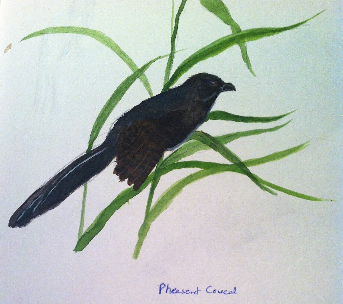 Pheasant Coucal (Pheasant) - David Fraser