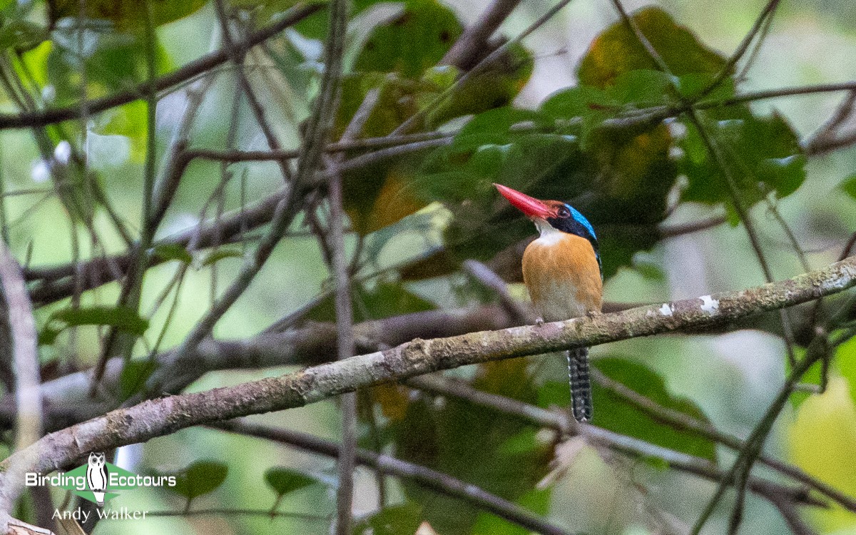 Banded Kingfisher (Black-faced) - ML478394901