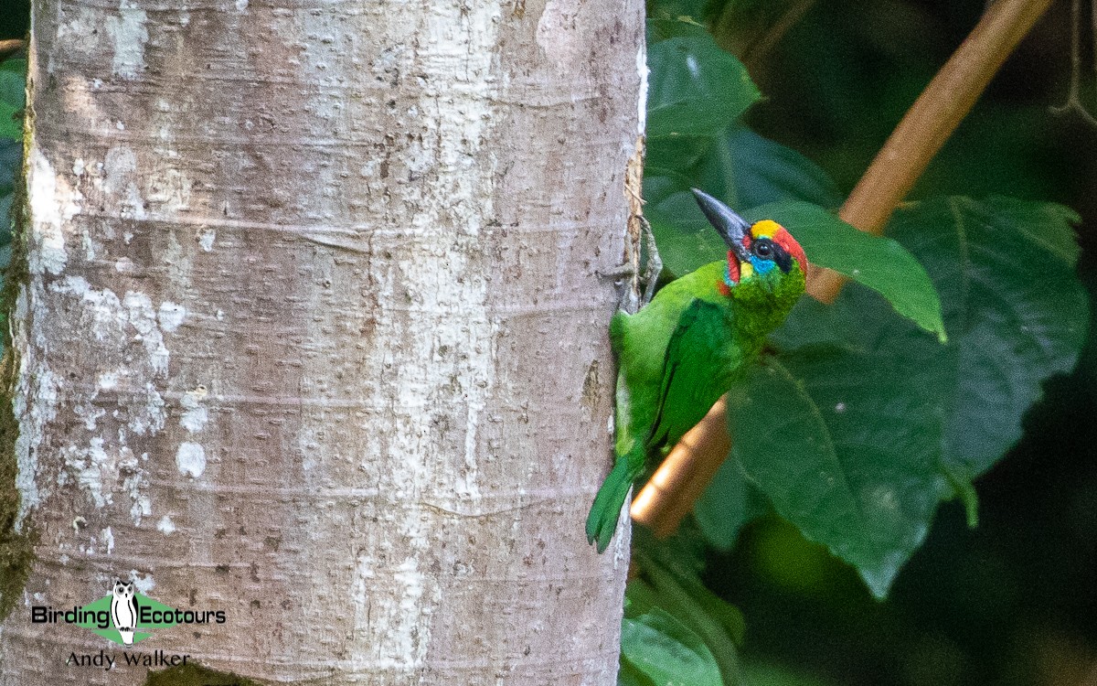 Red-throated Barbet - ML478395011