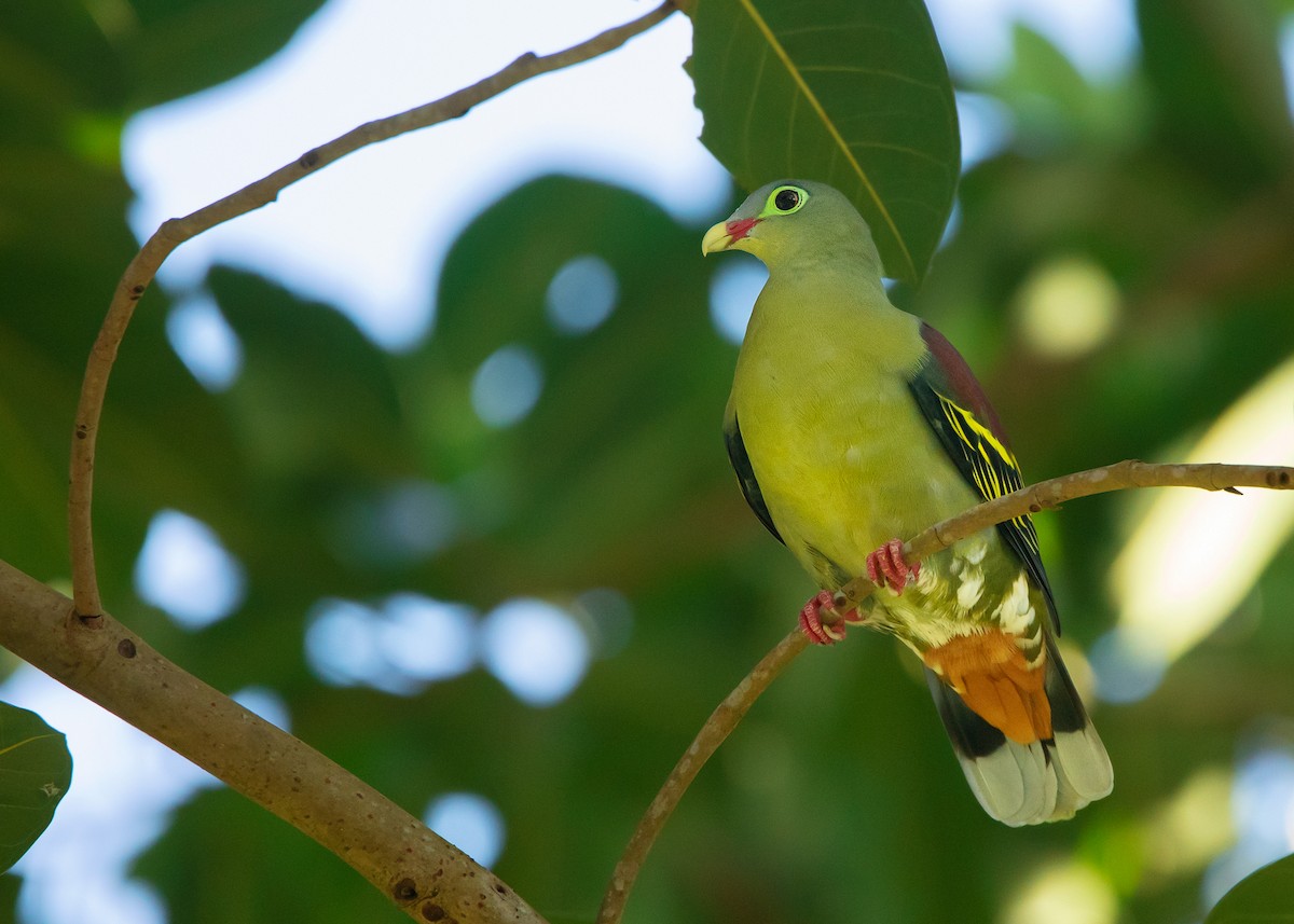 Thick-billed Green-Pigeon (Thick-billed) - Ayuwat Jearwattanakanok