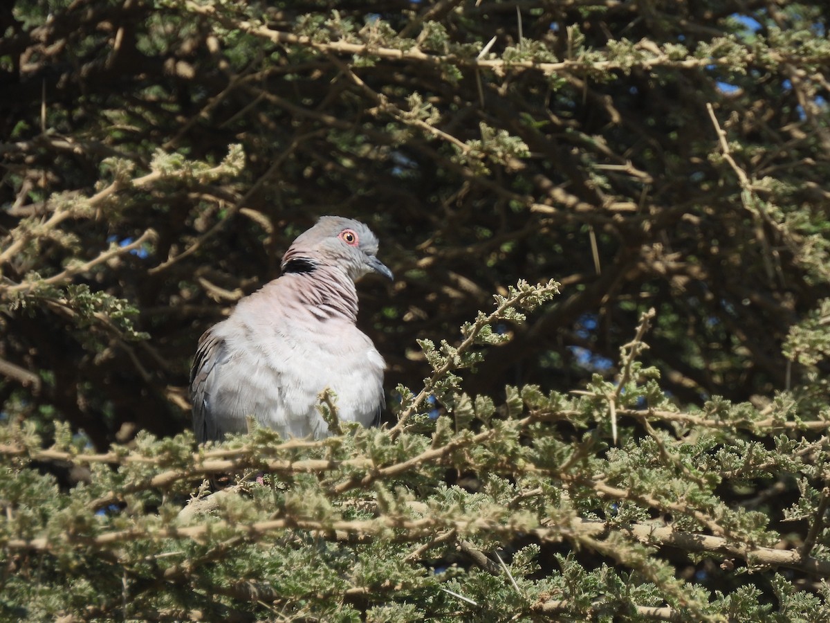 Mourning Collared-Dove - ML478399771