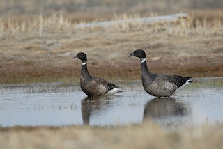 Brant, ML47840361