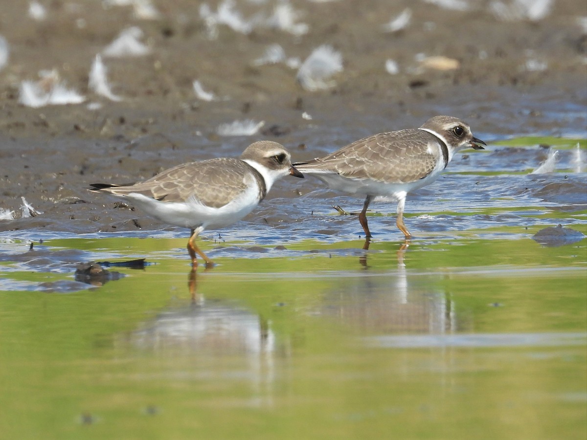 Semipalmated Plover - ML478408821