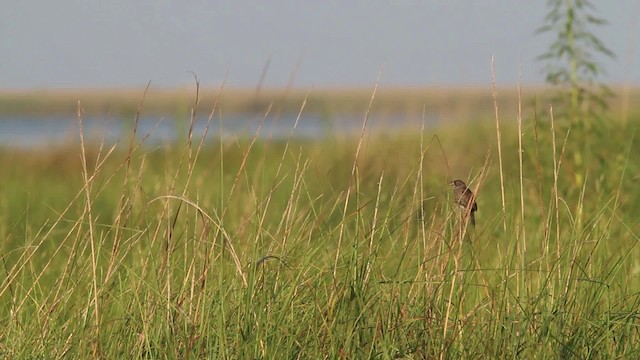 Приморская овсянка-барсучок - ML478410