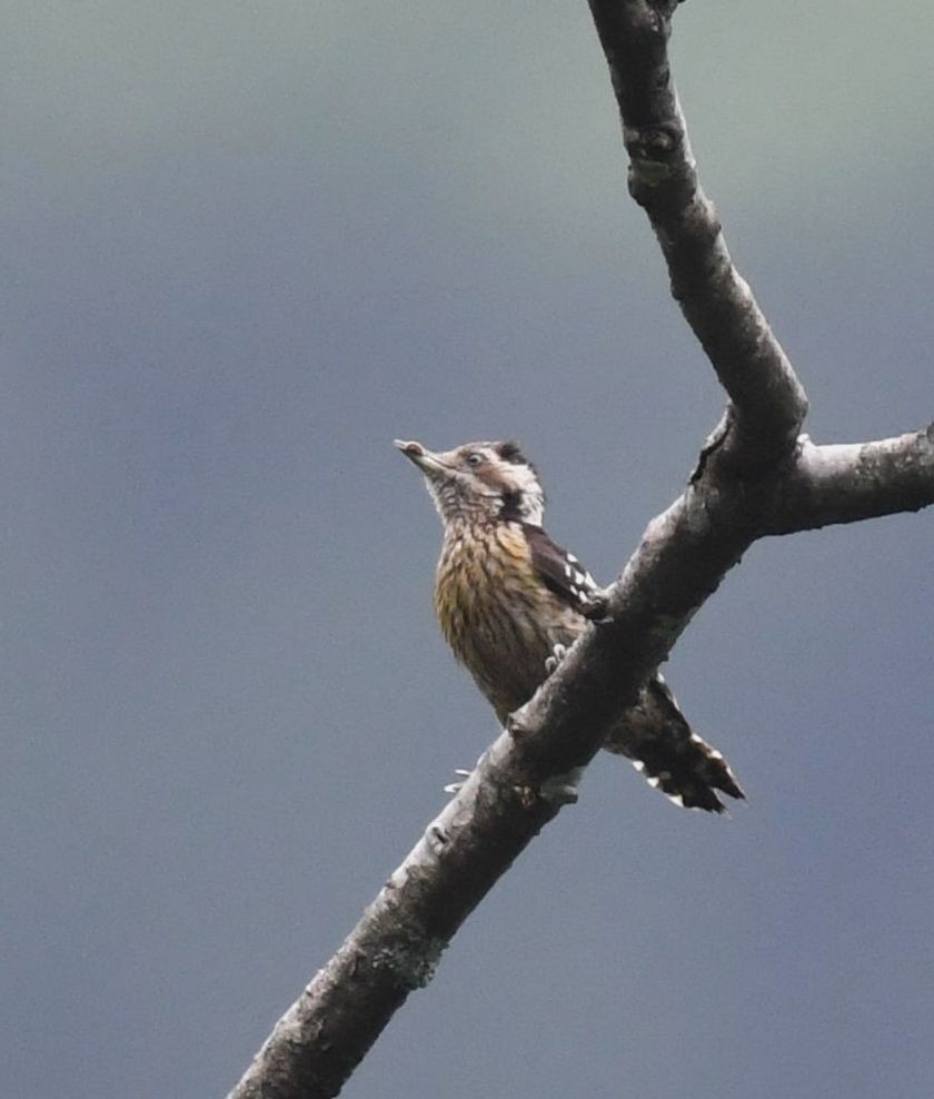 Gray-capped Pygmy Woodpecker - Abhinand C