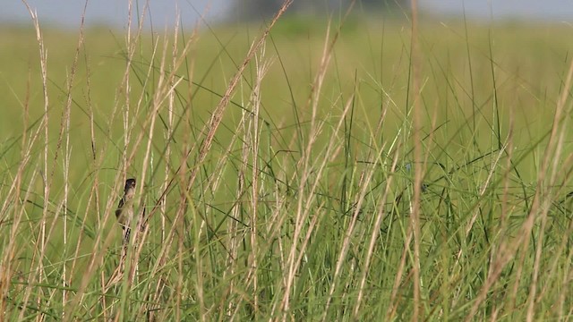 Приморская овсянка-барсучок - ML478417