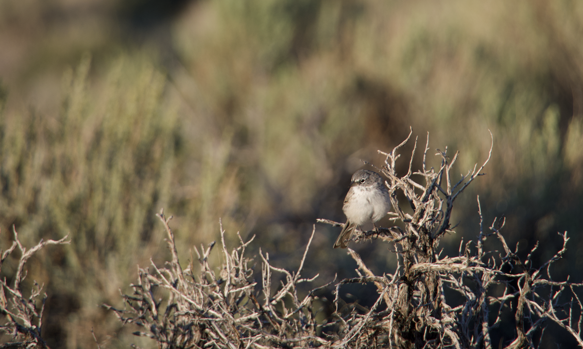 Sagebrush Sparrow - ML478424021