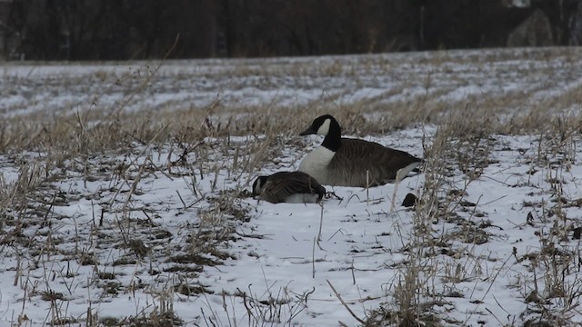 Cackling Goose (Richardson's) - ML478426