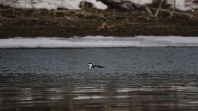 Red-throated Loon - ML478431