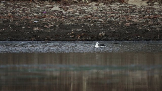 Red-throated Loon - ML478432