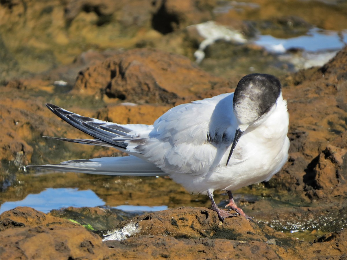White-fronted Tern - ML478435261