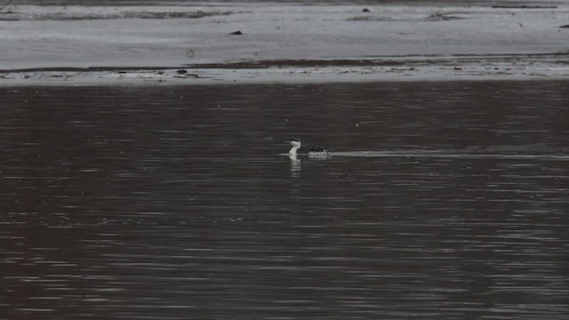Red-throated Loon - ML478437