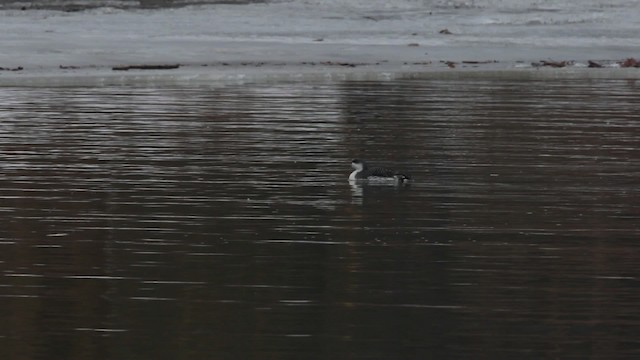Red-throated Loon - ML478438