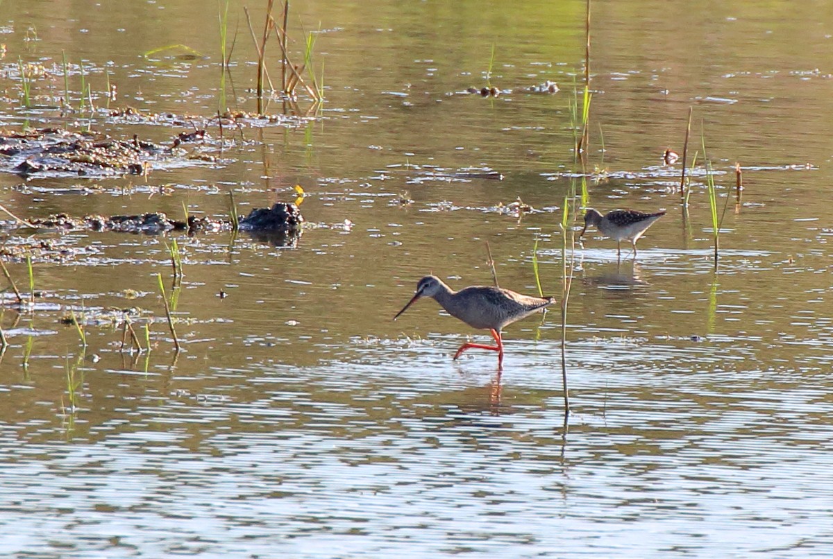 Spotted Redshank - ML478438781